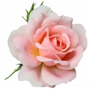 Aesthetic Flower PNG File
