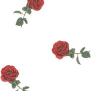 Aesthetic Flower PNG Photos