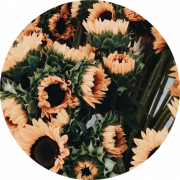 Aesthetic Flower PNG Pic