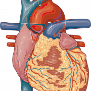 Anatomy Heart Background PNG