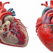 Anatomy Heart PNG File