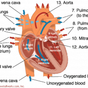 Anatomy Heart PNG Image