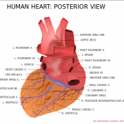 Anatomy Heart PNG Image File