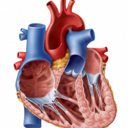 Anatomy Heart PNG Image HD
