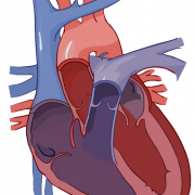 Anatomy Heart PNG Images