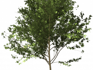 tree, foliage, green leaves, natural environment, Architecture Tree PNG