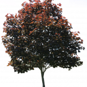 Architecture Tree Background PNG