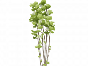 herbaceous plant, green foliage, botanical illustration, natural decor, Architecture Tree PNG