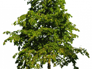 tree, green foliage, nature, landscaping, Architecture Tree PNG