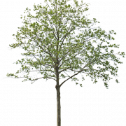 Architecture Tree PNG Images