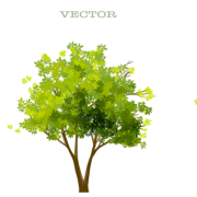 Architecture Tree PNG Images HD
