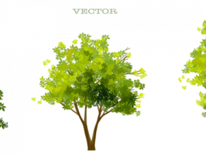 tree illustration, vector graphics, green foliage, nature design, Architecture Tree PNG