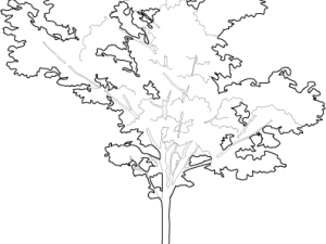 tree silhouette, botanical illustration, nature art, white tree design, Architecture Tree PNG