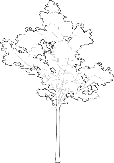 Architecture Tree PNG Pic