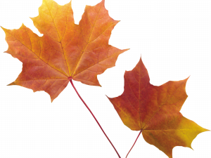 Autumn Leaf Background PNG