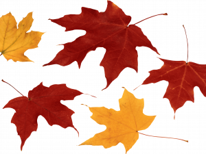 Autumn Leaf PNG Background