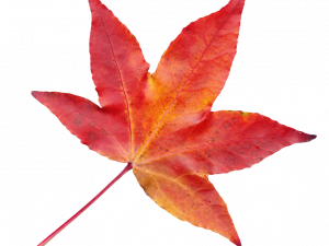 Autumn Leaf PNG File