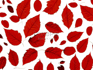 Autumn Leaf PNG Image