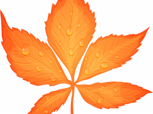 Autumn Leaf PNG Image HD