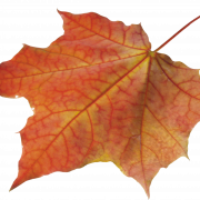 Autumn Leaf PNG Images HD