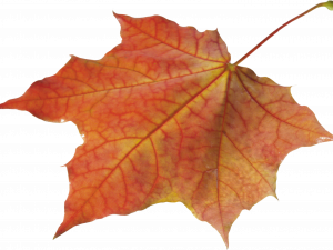 Autumn Leaf PNG Images HD