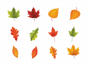 Autumn Leaf PNG Pic