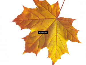 Autumn Leaf PNG Picture