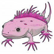 Axolotl PNG Free Image