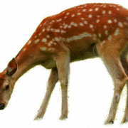 Bambi PNG Free Image