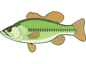 Bass Fish PNG