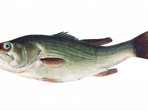 Bass Fish PNG Cutout