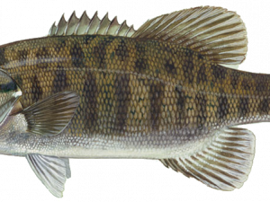 Bass Fish PNG Free Image