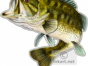 Bass Fish PNG HD Image