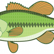 Bass Fish PNG HD Image - PNG All | PNG All