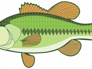 Bass Fish PNG Image