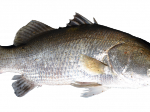 Bass Fish PNG Image HD