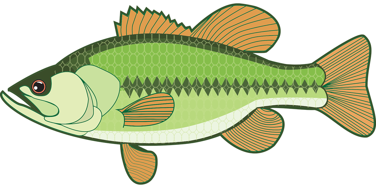 Bass Fish PNG Image - PNG All | PNG All