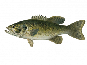 Bass Fish PNG Images