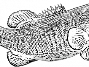 Bass Fish PNG Photo