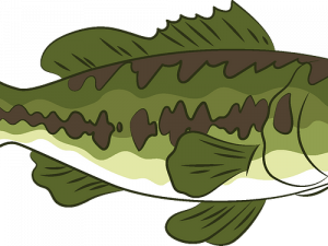 Bass Fish PNG Photos