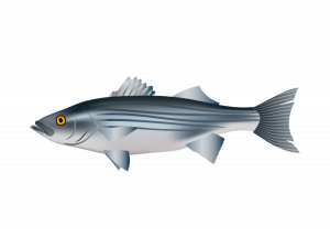 Bass Fish PNG Pic