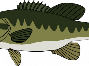 Bass Fish Transparent