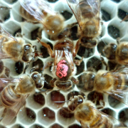 Beehive PNG Photos