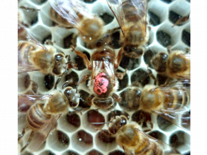 Beehive PNG Photos