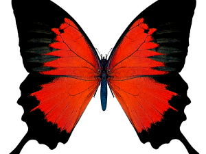 Black Butterfly PNG Image File