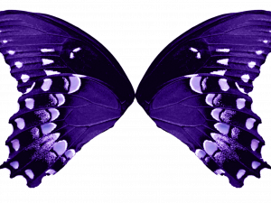 Butterfly Wings