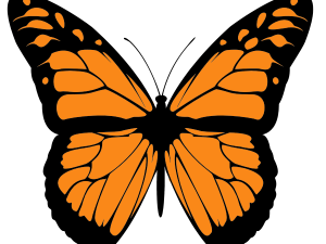 Butterfly Wings PNG Background