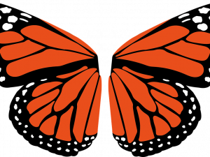 Butterfly Wings PNG Cutout