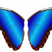 Butterfly Wings PNG Photo