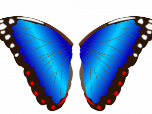 Butterfly Wings PNG Photo